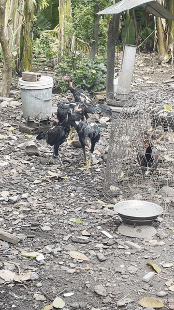 Gà nòi Đen Đỏ. Mua bán Gà tại Huyện Hóc Môn Tp Hồ Chí Minh được đăng bởi vương hình 1