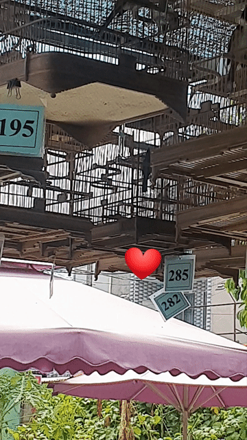 CB Trẻ. Mua bán Chim tại Huyện Bình Chánh Tp Hồ Chí Minh được đăng bởi Duy hình 1