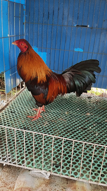 Gà kiểng 8.5 lạng. Mua bán Gà tại Huyện Mỏ Cày Nam Bến Tre được đăng bởi a nì hình 1