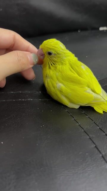 Vẹt Parrotlet Mái Hơn 1 tháng. Mua bán Chim tại Quận Gò Vấp Tp Hồ Chí Minh được đăng bởi Chi Lê hình 1