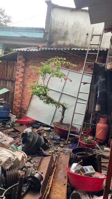 Hoa giấy hồng ra hoa quanh năm trang trí. Mua bán Cây cảnh, đồ trang trí tại Thành phố Thủ Đức Tp Hồ Chí Minh được đăng bởi Anhhai hình 1