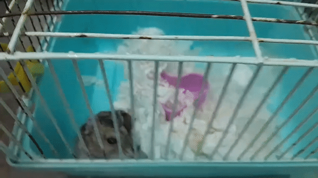 chuột hamster ww sóc đực. Mua bán Thú cưng khác tại Huyện Phúc Thọ Hà Nội được đăng bởi Hiếu Dương hình 1