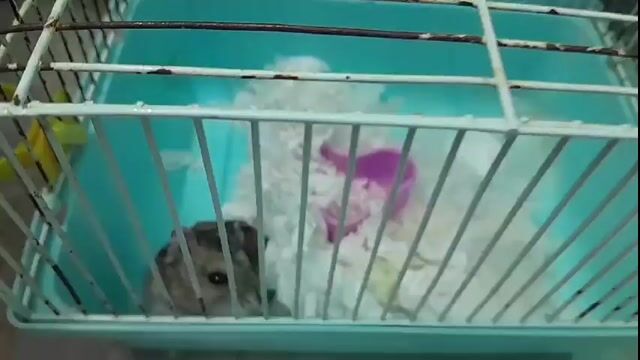 chuột hamster ww sóc đực. Mua bán Thú cưng khác tại Huyện Phúc Thọ Hà Nội được đăng bởi Hiếu Dương hình 1