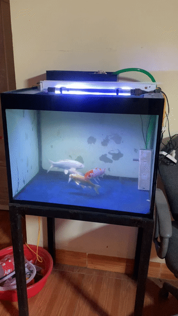Bể cá cảnh 60x55x40 cm full phụ kiện. Mua bán Phụ kiện, Thức ăn, Dịch vụ tại Huyện Đông Anh Hà Nội được đăng bởi Cù Quang Huy hình 1