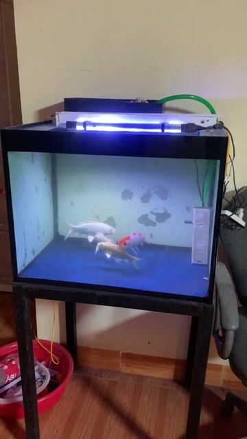 Bể cá cảnh 60x55x40 cm full phụ kiện. Mua bán Phụ kiện, Thức ăn, Dịch vụ tại Huyện Đông Anh Hà Nội được đăng bởi Cù Quang Huy hình 1