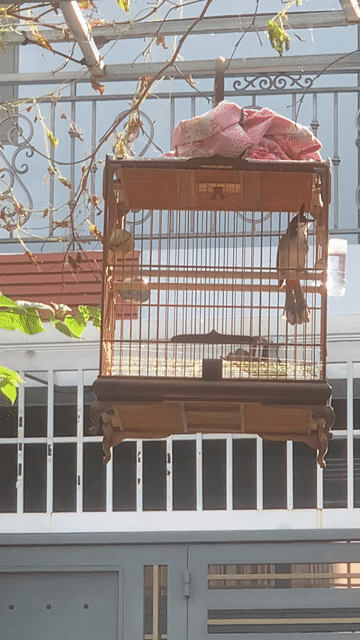 Chim chào mào trống. Mua bán Chim tại Quận Tân Phú Tp Hồ Chí Minh được đăng bởi Góc giao lưu hình 1