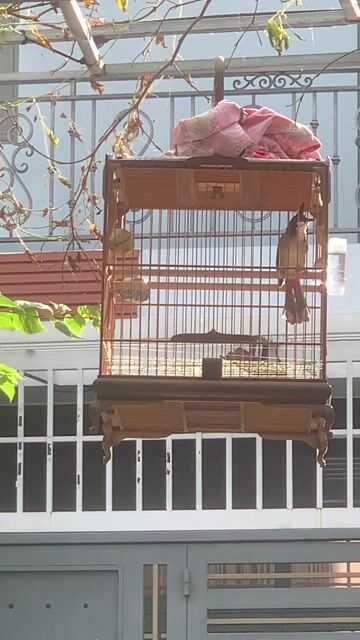 Chim chào mào trống. Mua bán Chim tại Quận Tân Phú Tp Hồ Chí Minh được đăng bởi Góc giao lưu hình 1