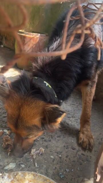 Chó Becgie Đức Đen vàng. Mua bán Chó tại Huyện Tháp Mười Đồng Tháp được đăng bởi Bui tuấn anh hình 1