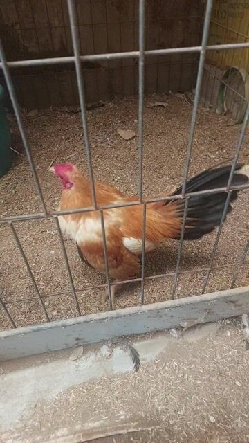 Gà tre Vàng Đen Đực. Mua bán Gà tại Quận Ninh Kiều Cần Thơ được đăng bởi  ga lai hình 1