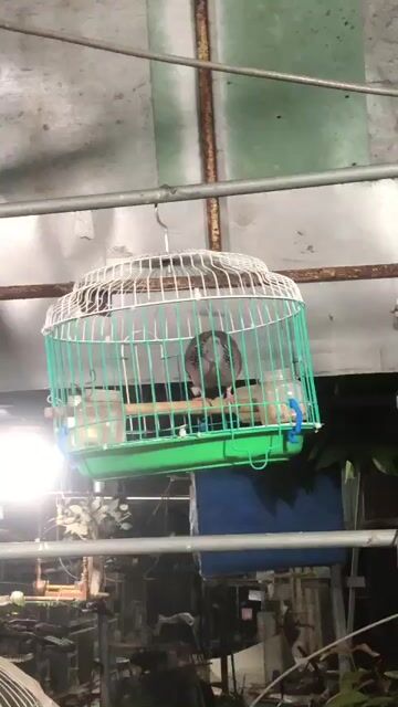 Chim Cu gáy Xám. Mua bán Chim tại Huyện Bắc Tân Uyên Bình Dương được đăng bởi Huỳnh Quang hình 1