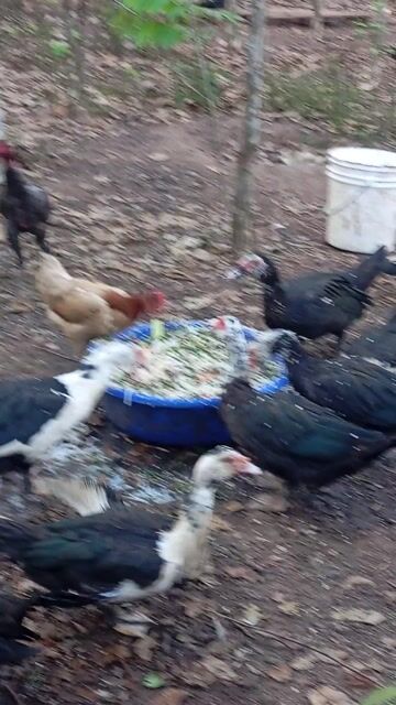 Gà Thả vườn. Mua bán Gà tại Huyện Trảng Bom Đồng Nai được đăng bởi Trần Lưu hình 1