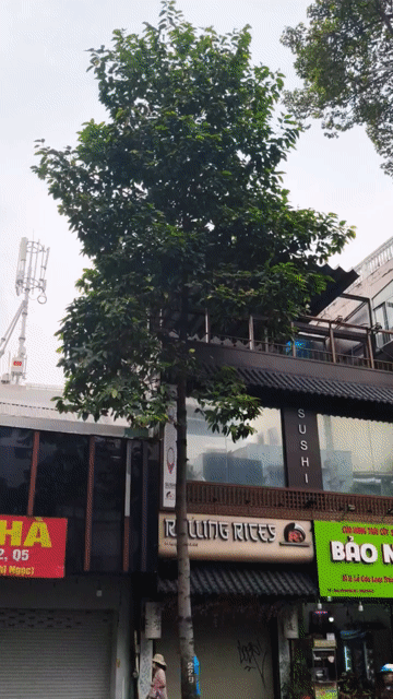 Mua bán Văn phòng, Mặt bằng kinh doanh Quận 5 Tp Hồ Chí Minh diện tích 82 m² giá 56 tỷ