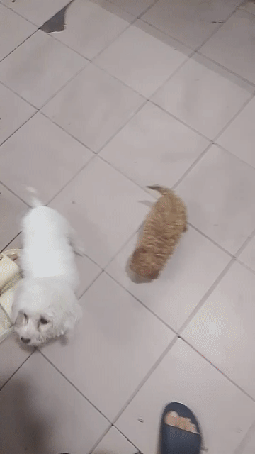 Chó Poodle Nâu. Mua bán Chó tại Quận Lê Chân Hải Phòng được đăng bởi Đặng Văn Huấn hình 1