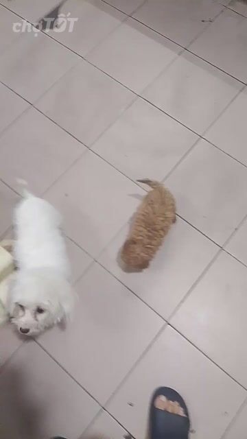 Chó Poodle Nâu. Mua bán Chó tại Quận Lê Chân Hải Phòng được đăng bởi Đặng Văn Huấn hình 1