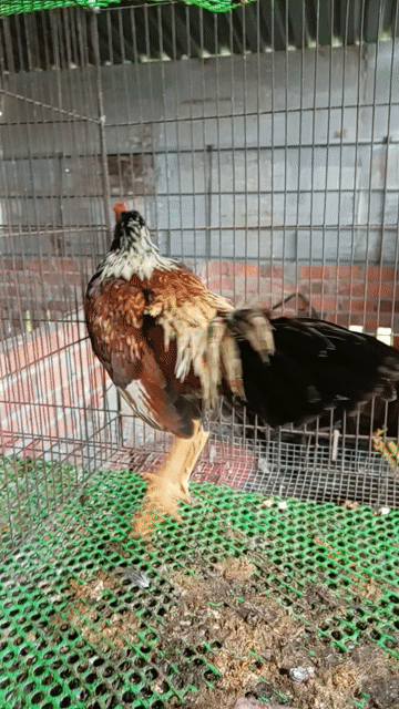 tre chuối khét. Mua bán Gà tại Huyện Trảng Bàng Tây Ninh được đăng bởi Nguyễn duy hình 1