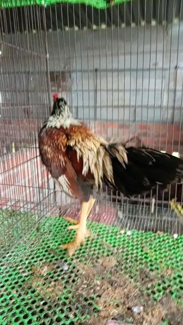 tre chuối khét. Mua bán Gà tại Huyện Trảng Bàng Tây Ninh được đăng bởi Nguyễn duy hình 1
