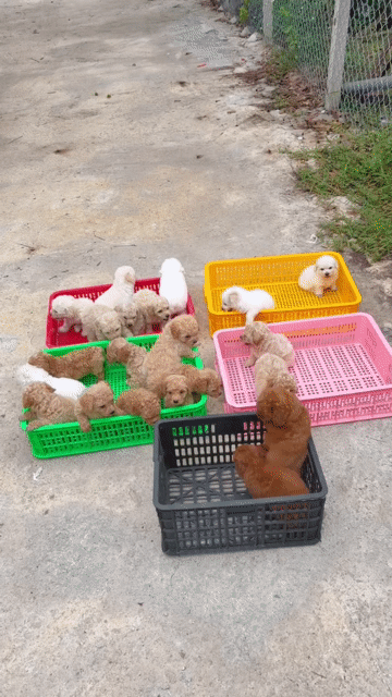 Poodle Nâu như cục bông. Mua bán Chó tại Huyện Trảng Bom Đồng Nai được đăng bởi Hai Mập hình 1