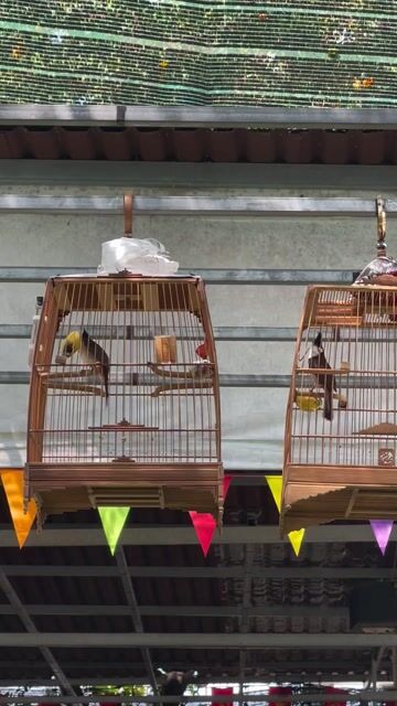 Chim bso 1 mùa lông Không tật lỗi. Mua bán Chim tại Huyện Hóc Môn Tp Hồ Chí Minh được đăng bởi Dương Trần hình 1