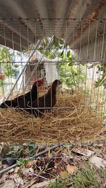 Gà tre trống màu Điều. Mua bán Gà tại Thị xã Bình Minh Vĩnh Long được đăng bởi Dũng hình 1