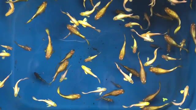 Fullgold thuỷ sinh. Mua bán Thú cưng khác tại Huyện Xuyên Mộc Bà Rịa - Vũng Tàu được đăng bởi Ichi Ban Fish Farm hình 1