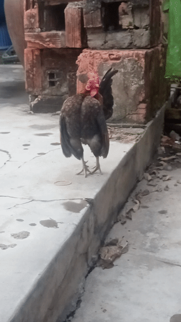 Gà trống. Mua bán Gà tại Thành phố Thuận An Bình Dương được đăng bởi Bảo Long  hình 1