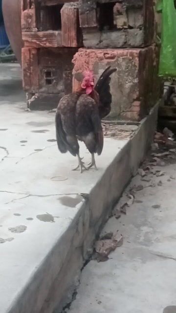 Gà trống. Mua bán Gà tại Thành phố Thuận An Bình Dương được đăng bởi Bảo Long  hình 1