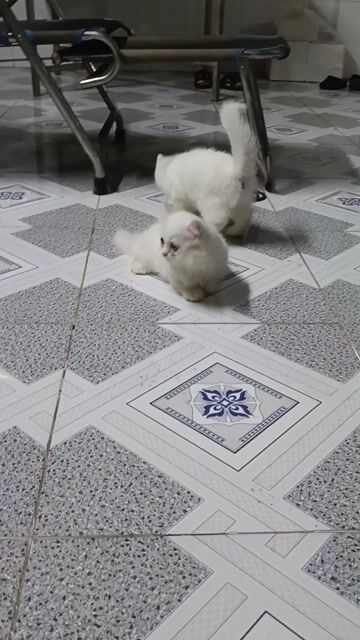 Mèo Munchkin chân lùn Trắng. Mua bán Mèo tại Thành phố Trà Vinh Trà Vinh được đăng bởi bi pets hình 1