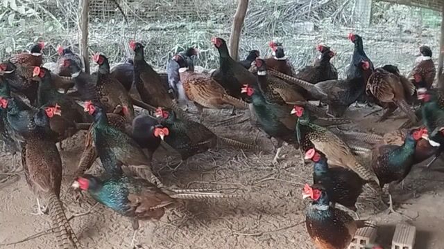 Chim trĩ 1.4kg - 1.8kg sỉ và lẻ mua số lượng ib. Mua bán Chim tại Huyện Châu Thành Tiền Giang được đăng bởi Van Pho Pham hình 1