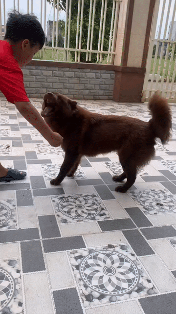 Chó Xù Bắc Hà Cái Nâu 8 tháng. Mua bán Chó tại Quận Long Biên Hà Nội được đăng bởi Trại Chó Mông Cộc Khoái Châu hình 1
