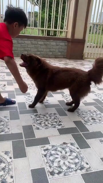 Chó Xù Bắc Hà Cái Nâu 8 tháng. Mua bán Chó tại Quận Long Biên Hà Nội được đăng bởi Trại Chó Mông Cộc Khoái Châu hình 1