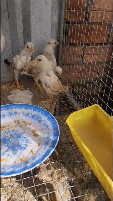 Gà kiểng 6 con gần 2 tháng tuổi. Mua bán Gà tại Huyện Phong Điền Cần Thơ được đăng bởi Tan Phat hình 1