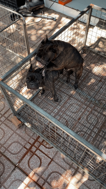bulll pháp 1 đực 1 cái cả cặp 5 triệu. Mua bán Chó tại Thành phố Biên Hòa Đồng Nai được đăng bởi Vũ Việt pét Shop hình 1