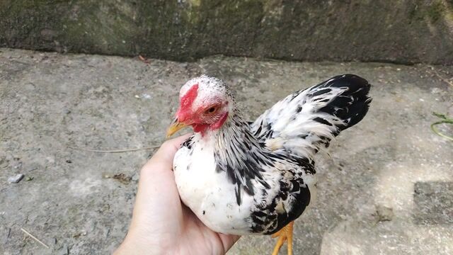 tre bắc tít. Mua bán Gà tại Huyện Châu Thành Tiền Giang được đăng bởi Lê Thuonq hình 1