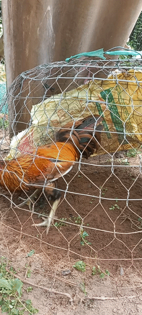 Gà khét bông chân xanh  2.6le thanh ly. Mua bán Gà tại Huyện Mỏ Cày Bắc Bến Tre được đăng bởi Van hình 1