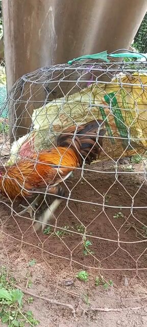Gà khét bông chân xanh  2.6le thanh ly. Mua bán Gà tại Huyện Mỏ Cày Bắc Bến Tre được đăng bởi Van hình 1