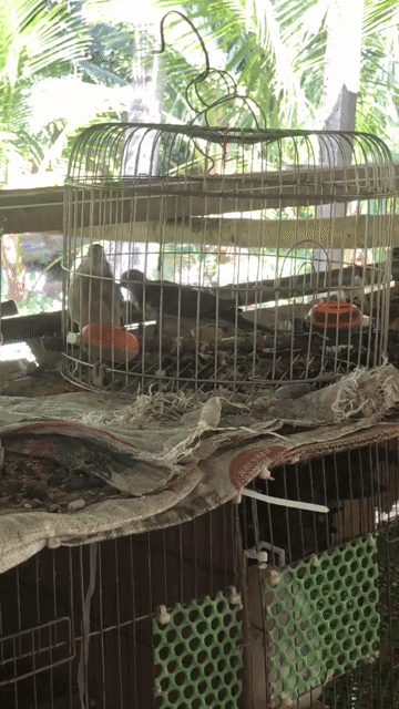 cặp cu gáy malay thúc gù đã ăn rành. Mua bán Chim tại Quận Ninh Kiều Cần Thơ được đăng bởi Vinh gà kiểng Vĩnh Long hình 1
