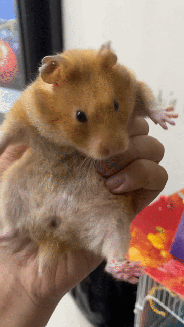 Chuột Hamster Nâu vàng. Mua bán Thú cưng khác tại Quận Cầu Giấy Hà Nội được đăng bởi Phuong Hoang hình 1
