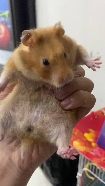Chuột Hamster Nâu vàng. Mua bán Thú cưng khác tại Quận Cầu Giấy Hà Nội được đăng bởi Phuong Hoang hình 1