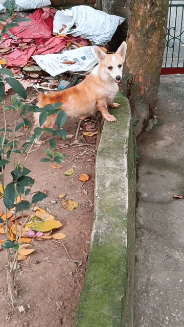 Chó Corgi Cái Vàng trắng Thân thiện. Mua bán Chó tại Thị xã Duy Tiên Hà Nam được đăng bởi Vũ Văn Tính hình 1