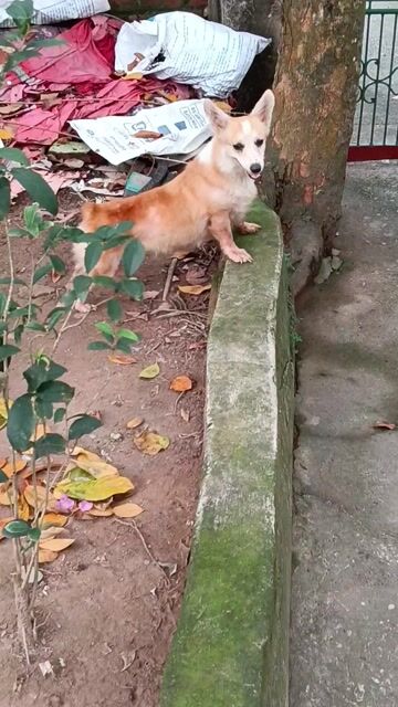 Chó Corgi Cái Vàng trắng Thân thiện. Mua bán Chó tại Thị xã Duy Tiên Hà Nam được đăng bởi Vũ Văn Tính hình 1