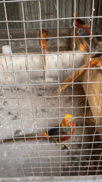 Chim Trĩ đỏ 7 màu 1 cặp. Mua bán Chim tại Huyện Nhơn Trạch Đồng Nai được đăng bởi hoạ my hình 1