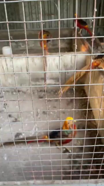 Chim Trĩ đỏ 7 màu 1 cặp. Mua bán Chim tại Huyện Nhơn Trạch Đồng Nai được đăng bởi hoạ my hình 1