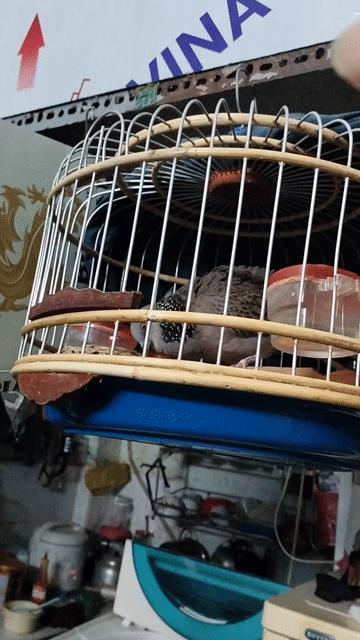 Chim cu gáy đốm nâu trắng giọng hay khỏe mạnh. Mua bán Chim tại Quận Tân Bình Tp Hồ Chí Minh được đăng bởi Thanh hình 1