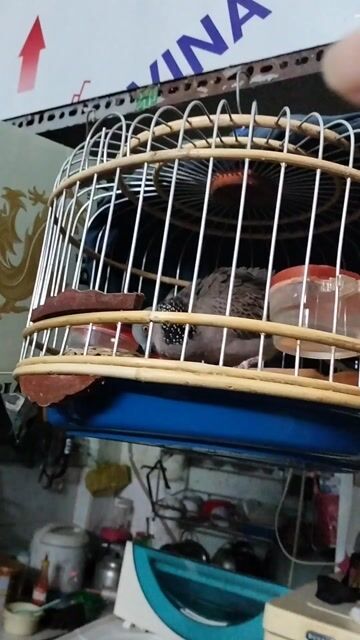 Chim cu gáy đốm nâu trắng giọng hay khỏe mạnh. Mua bán Chim tại Quận Tân Bình Tp Hồ Chí Minh được đăng bởi Thanh hình 1