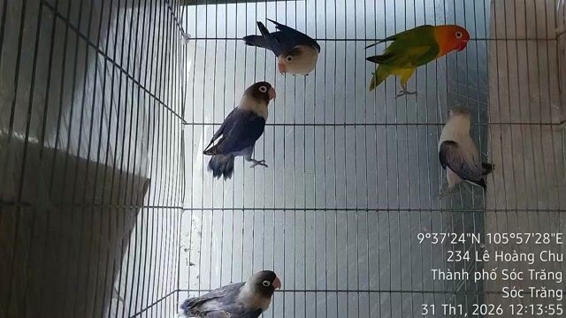 Chim Lovebird tơ 3 mái 2 trống. Mua bán Chim tại Thành phố Sóc Trăng Sóc Trăng được đăng bởi TheoDanh hình 1