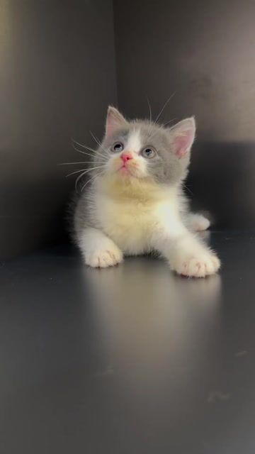 Mèo Chân cao Cái Bicolor má bánh bao lông thảm 2th. Mua bán Mèo tại Huyện Hóc Môn Tp Hồ Chí Minh được đăng bởi Noe Noe hình 1