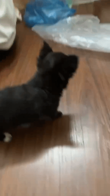 🐶 CHIHUAHUA THUẦN. Mua bán Chó tại Quận Hà Đông Hà Nội được đăng bởi Trung Kiên hình 1