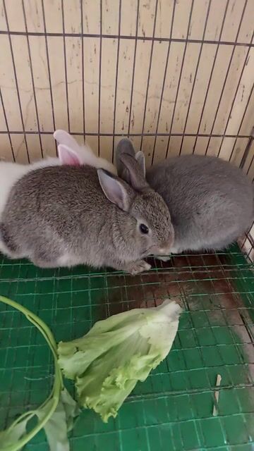 Thỏ Hà Lan sư tử 1 tháng 10 ngày. Mua bán Thú cưng khác tại Thành phố Thủ Đức Tp Hồ Chí Minh được đăng bởi Huê hình 1