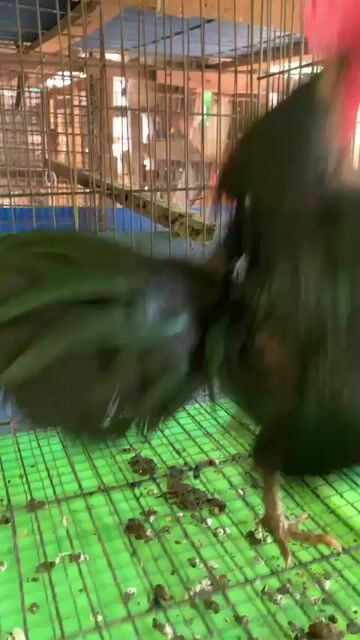 Thanh lý bộ nọc serama ô xanh, 1 trống 2 mái. Mua bán Gà tại Quận Gò Vấp Tp Hồ Chí Minh được đăng bởi Đạt Phan hình 1