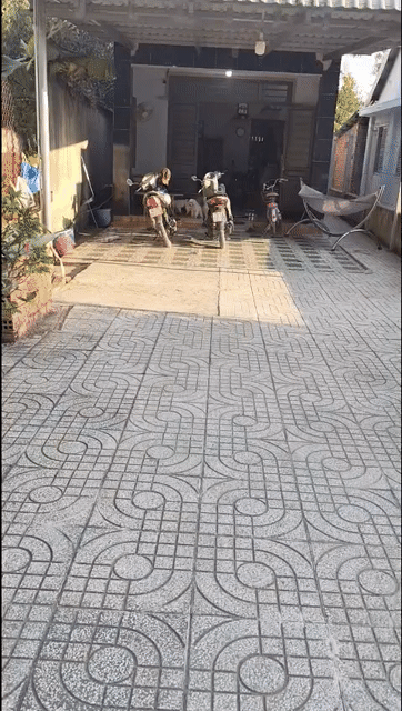 Mua bán Nhà ở Huyện Trảng Bàng Tây Ninh diện tích 258 m² giá 1,3 tỷ